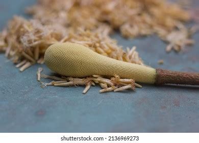 Leucaena Leucocephala Stink Bean Flower Seeds Stock Photo 2136969273 | Shutterstock