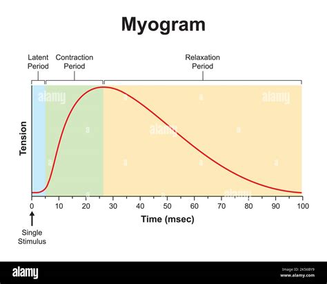 Scientific Designing of Myogram. Single Muscle Contraction. Colorful ...