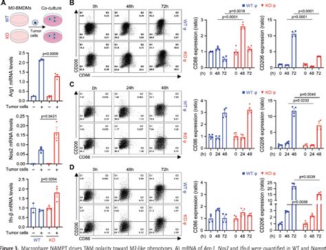 Figure From Namptdriven M Polarization Of Tumorassociated