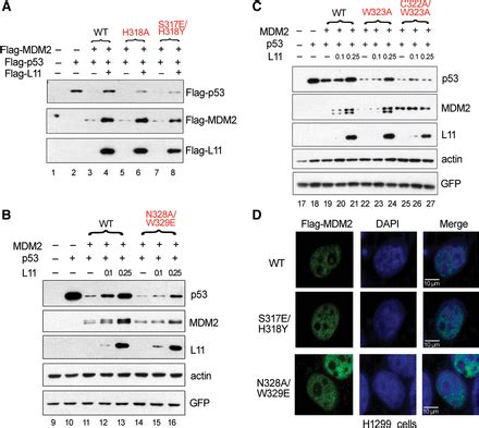 Structure Of Human Mdm Complexed With Rpl Reveals The Molecular