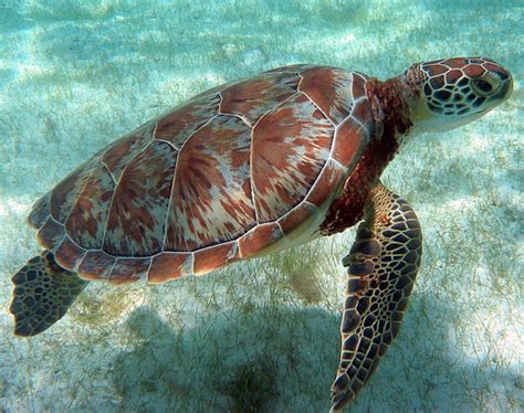 Belize Ocean Wildlife — SEE Turtles