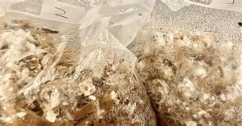 Oyster Mushroom Mycelium In Aspen Album On Imgur