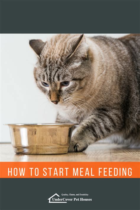 How To Start Meal Feeding Cat Feeding Cat Parenting Feeding