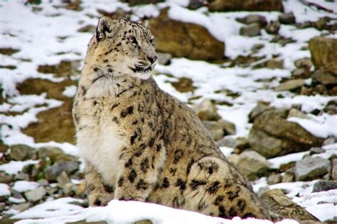 Snow Leopard Taken Off Endangered Species List Abc News