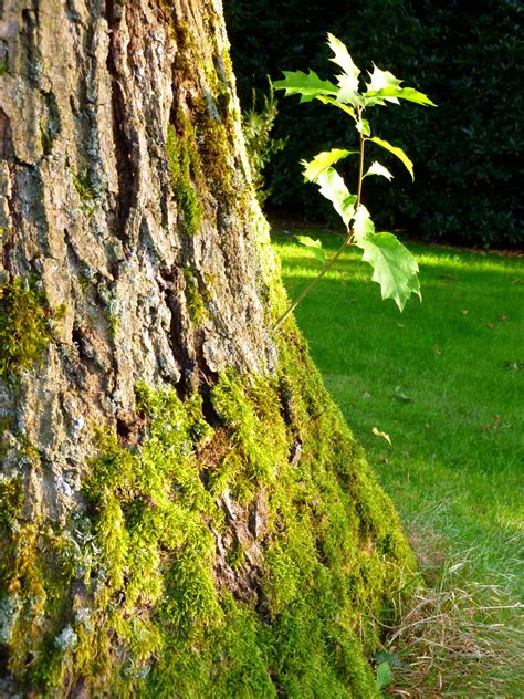 Images Gratuites paysage arbre la nature forêt herbe Roche