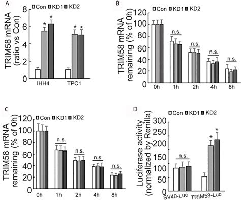 Frontiers Auf1 Promotes Proliferation And Invasion Of Thyroid Cancer