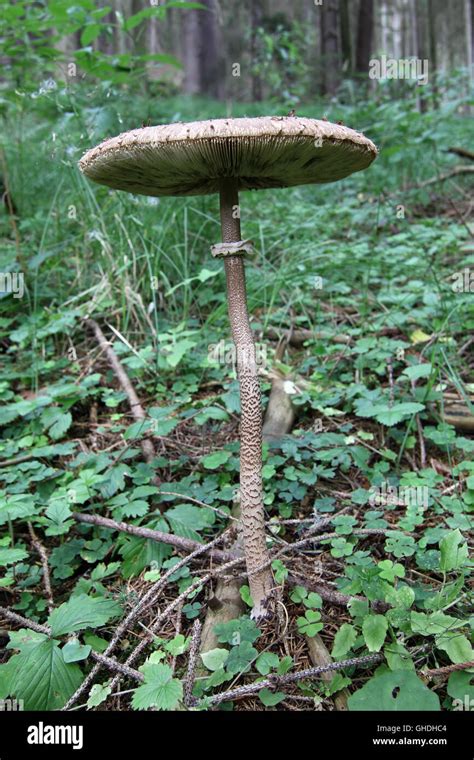 Parasol Mushroom In The Forest Stock Photo Alamy