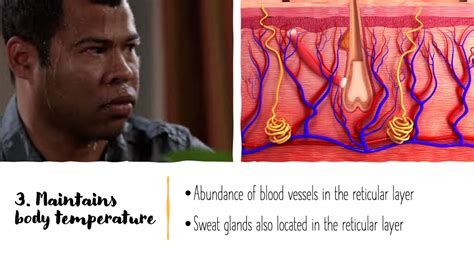 Functions of the Integumentary System | Science - Quizizz