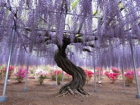 cheechow: Wisteria Tunnel at Kawachi Fuji Gardens, Kitakyushu, Japan