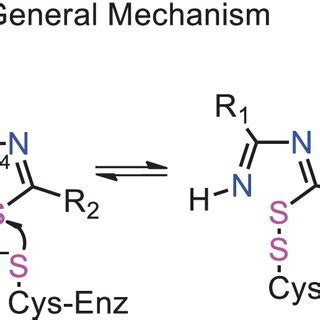 General Structure And Proposed Inhibitory Mechanism Of Cys Enzymes