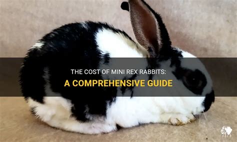 The Cost Of Mini Rex Rabbits A Comprehensive Guide Petshun