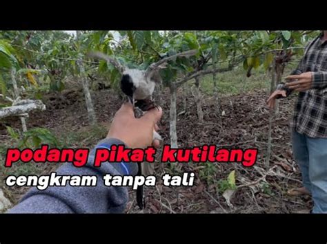 Pikat Burung Kutilang Cengkram Tanpa Tali Semua Burung Liar Di Kejar