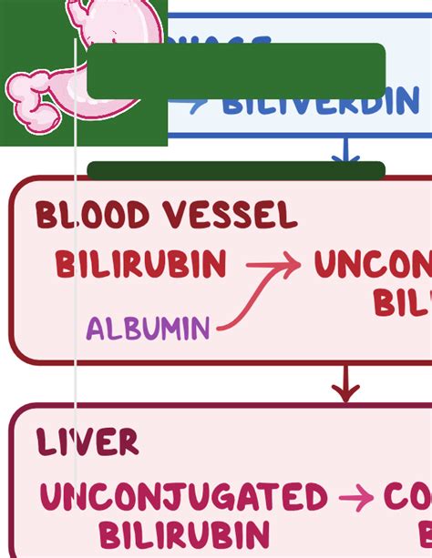 32+ Pancreas Liver Gallbladder Diagram - SatveerHonoria