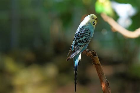 100 000 Free Budgie Bird Budgie Images Pixabay