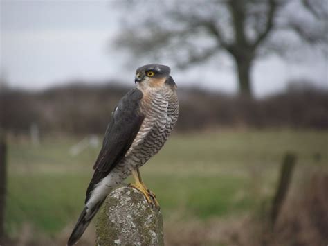 Sparrow Hawk Bird Free Photo On Pixabay Pixabay