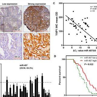 Inverse Correlation Between Yap And Mir Expression In Nsclc