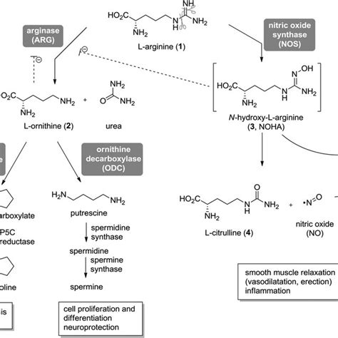 Natural Amino Acids Inhibitors Of Arginase Download Scientific Diagram