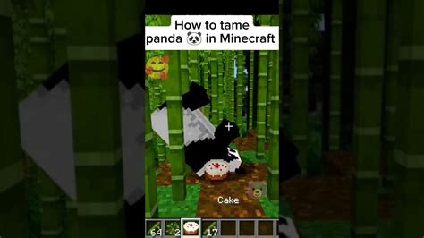 How To Tame Panda In Minecraft Minecraft Shorts YouTube