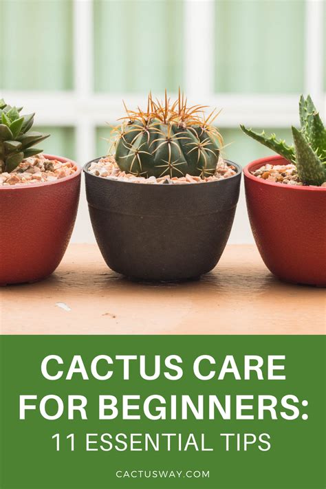 Cactus Care Made Easy 11 Essential Tips For Beginners