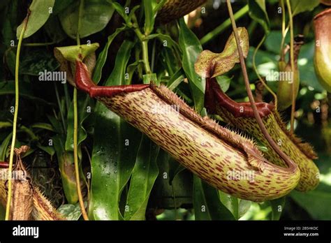 Carnivorous Pitcher Plant Nepenthes Ventricosa Is Found In The