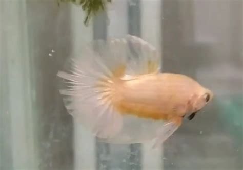 pengertian ikan cupang besgel bester  cello cupang sehat