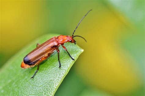 Red Beetle Bug on Leaf image - Free stock photo - Public Domain photo - CC0 Images