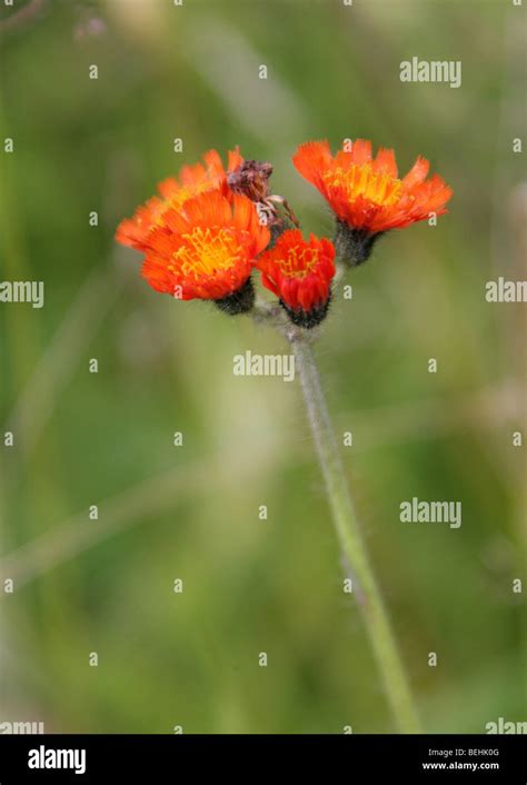 Orange Hawkweed Hieracium Aurantiacum Pilosella Aurantiacum