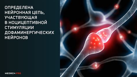 выражение нейрон является дофаминергическим обозначает что нейрон