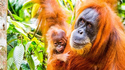 Primates Series 1 3 Protecting Primates Bbc Iplayer