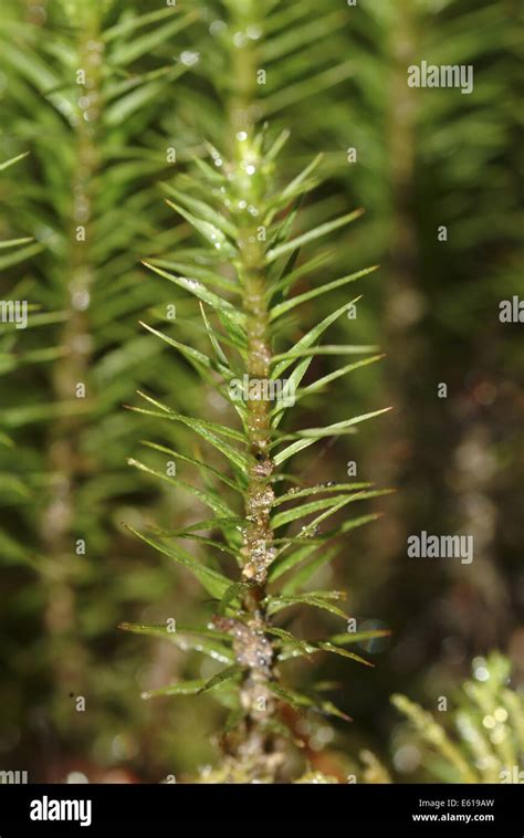polytrichum moss, polytrichum formosum Stock Photo - Alamy