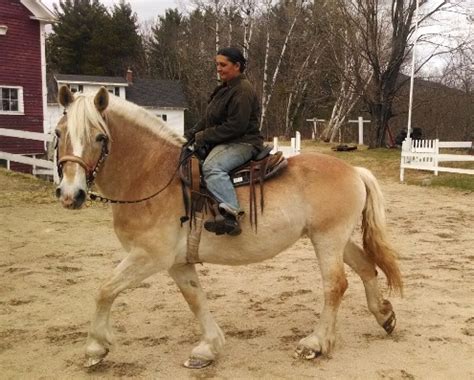 Belgian Draft Horse Info, Origin, History, Pictures