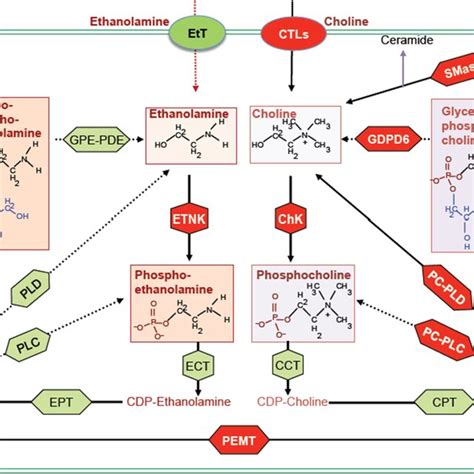 Biochemical Network Of Ethanolamine And Choline Phospholipid Metabolism Download Scientific