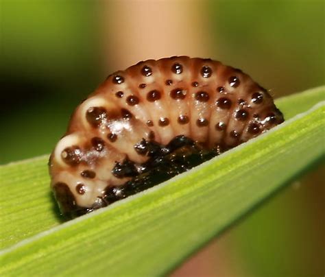 Larva Chrysomela Scripta Bugguide Net