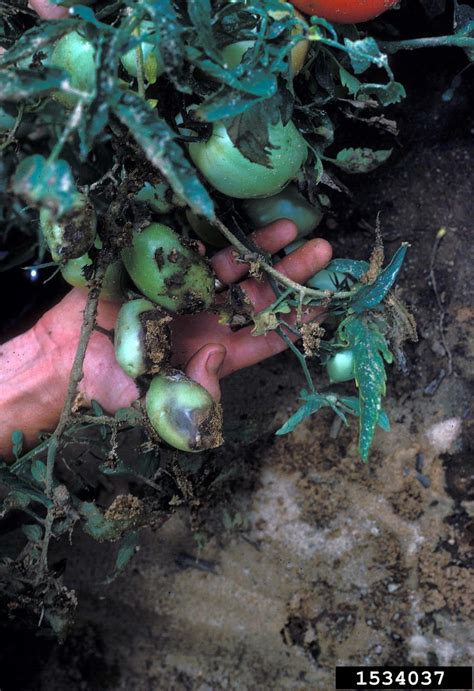 Rhizoctonia Damping Off Blight And Rot Rhizoctonia Solani Jg Kühn