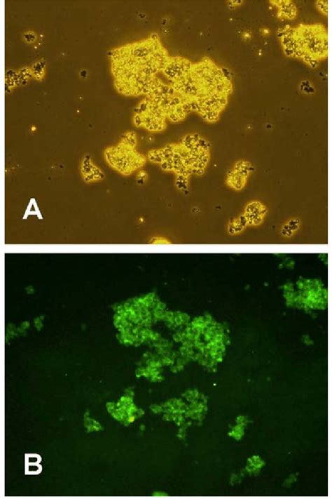 Results Of Immunocytochemical Staining For Active Caspase 3 Expression