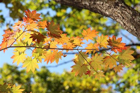 Érable Feuilles Tombe Photo gratuite sur Pixabay Pixabay