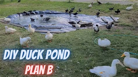 Low Cost Small Duck Pond Plan B YouTube