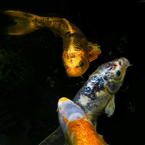 A Close-Up Shot of Koi Fish · Free Stock Photo