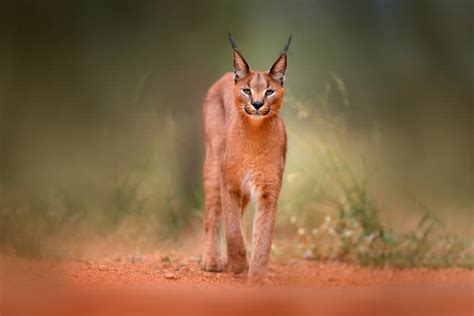 17 Caracal Cat Facts – Are Caracals Dangerous to Humans & More