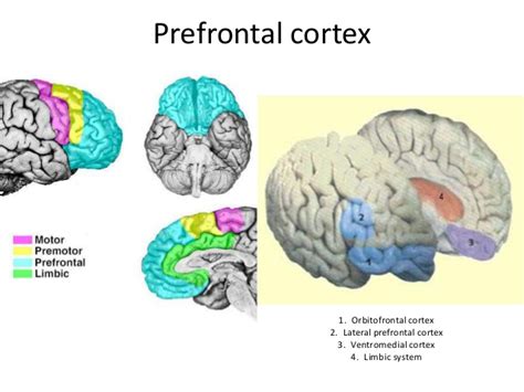 Ventromedial Prefrontal Cortex And Orbitofrontal Cortex