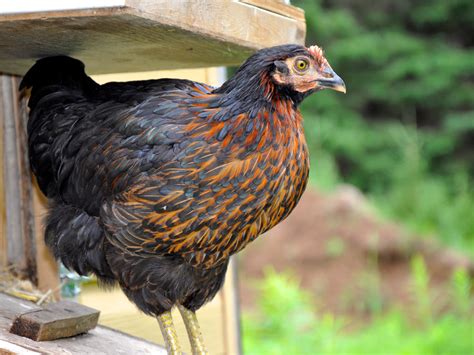 The Ultimate Guide To Sex Link Chickens For Backyard Chicken Keepers Backyard Barnyard