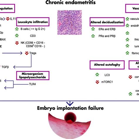 Pdf Chronic Endometritis And Altered Embryo Implantation A Unified