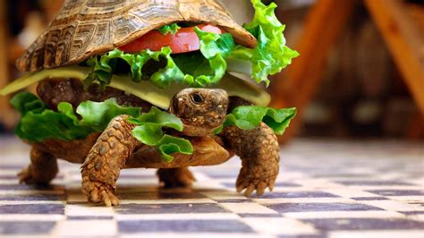 Funny Animals Wallpapers - Top Free Funny Animals Backgrounds ...