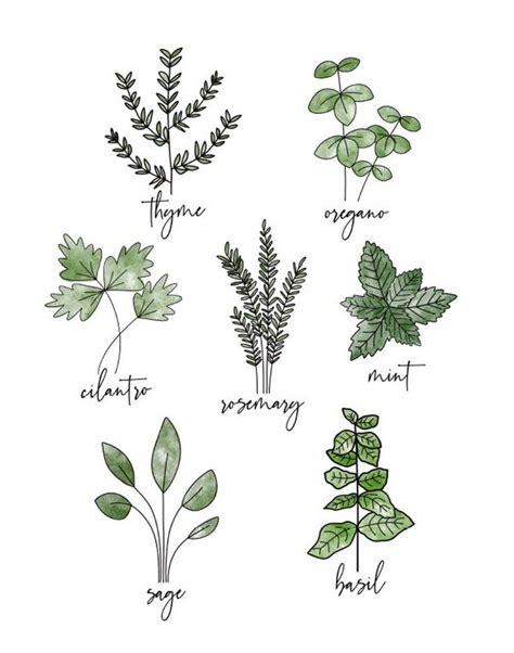 Herbs Kitchen Decor Cooking Herbs Kitchen Herb Drawing Etsy In 2021