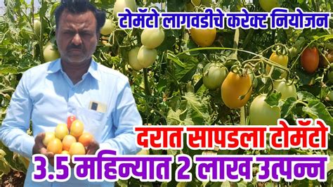 दरात सापडला टोमॅटो35 महिन्यात 2 लाख उत्पन्नtomato लागवडीचे योग्य नियोजनtomatosheti