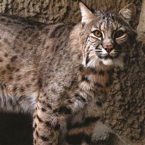 Lynx rufus · Earth@Home: Biodiversity