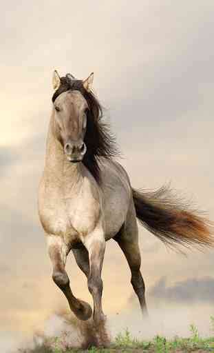 Aprender acerca 80 imagen fond d écran chevaux au galop fr