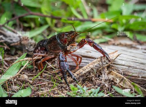 Red Swamp Crawfish Procambarus Clarkii Hi Res Stock Photography And