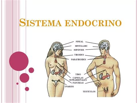 Ppt Sistema Endocrino Powerpoint Presentation Free Download Id 4217767