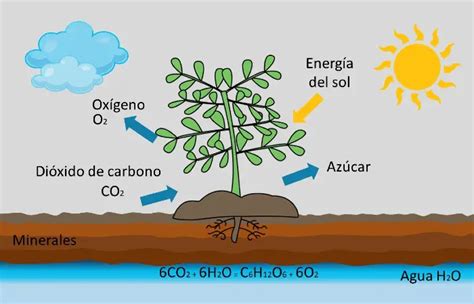 La Fotosíntesis Twinkl Wiki Twinkl